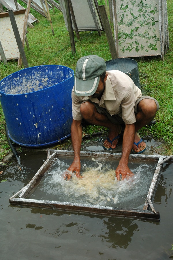 Elaboracion de hoja Thombu